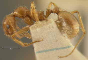 Media type: image; Entomology 22782   Aspect: habitus lateral view